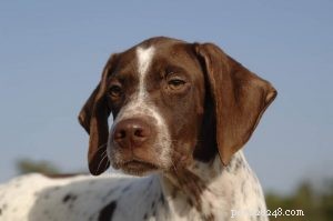 Effective Training Guide for Braque Français Pyrenees Dogs