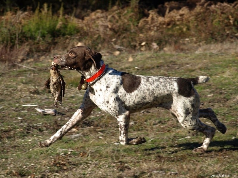 Effective Training Guide for Braque Français Pyrenees Dogs
