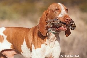 Effective Bracco Italiano Training: Proven Techniques for Smart, Agile Dogs
