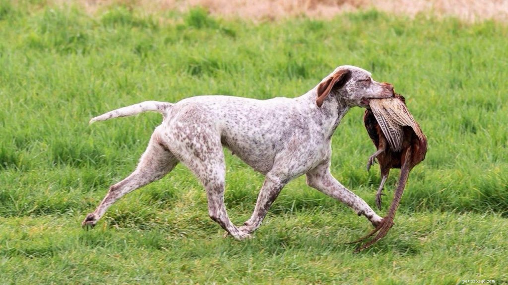 Effective Training Guide for the Braque du Bourbonnais
