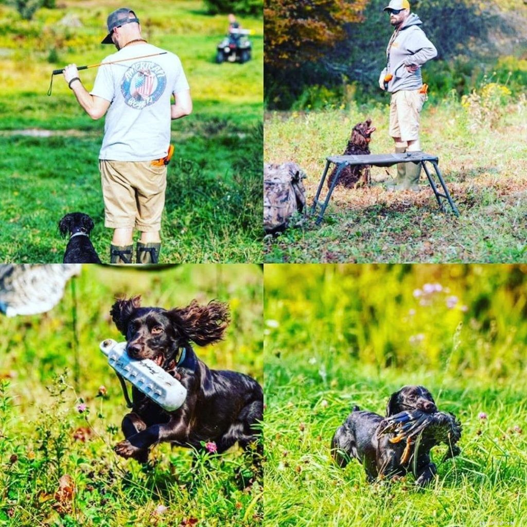 Mastering Boykin Spaniel Training: Proven Techniques for Intelligent, Energetic Hunters