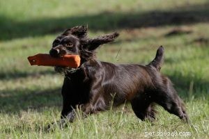 Mastering Boykin Spaniel Training: Proven Techniques for Intelligent, Energetic Hunters