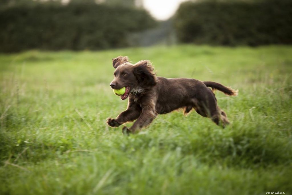 Mastering Boykin Spaniel Training: Proven Techniques for Intelligent, Energetic Hunters