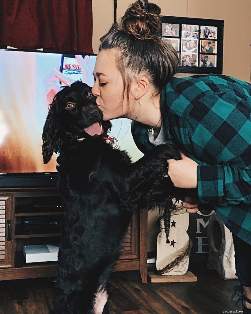 Mastering Boykin Spaniel Training: Proven Techniques for Intelligent, Energetic Hunters