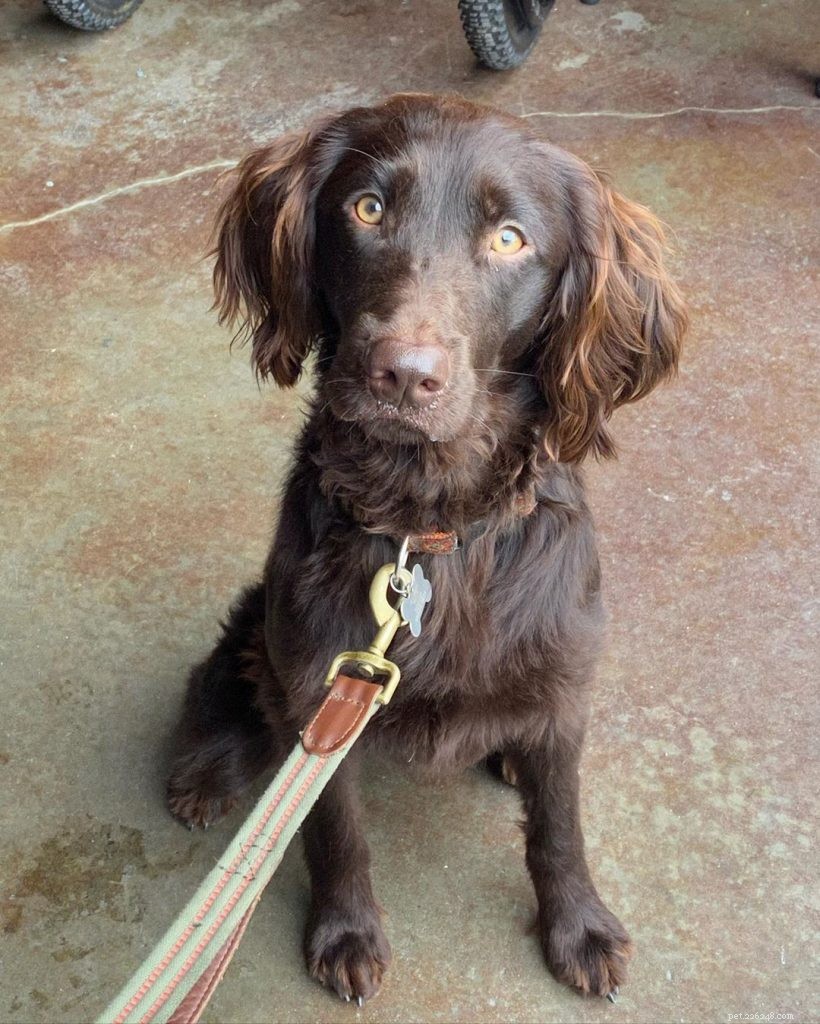 Mastering Boykin Spaniel Training: Proven Techniques for Intelligent, Energetic Hunters