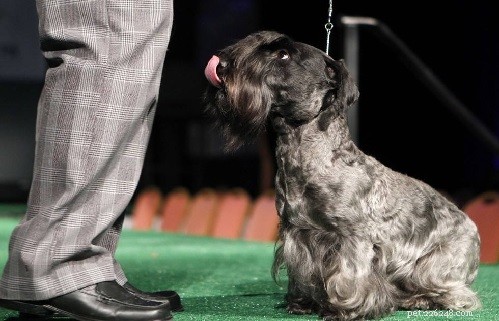 Mastering Cesky Terrier Training: Proven Tips for a Calm, Confident Companion