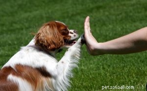 Essential Cavalier King Charles Spaniel Training: Expert Tips for New Owners