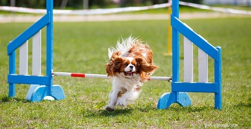 Essential Cavalier King Charles Spaniel Training: Expert Tips for New Owners