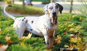 Catahoula Leopard Dog Training: Expert Tips & Strategies