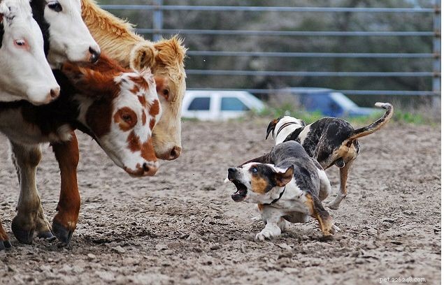Catahoula Leopard Dog Training: Expert Tips & Strategies