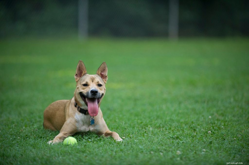 Carolina Dog Training: Proven Methods for Smooth Home Integration