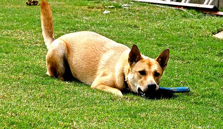 Carolina Dog Training: Proven Methods for Smooth Home Integration