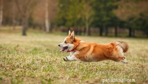 Effective Training Strategies for Your Cardigan Welsh Corgi