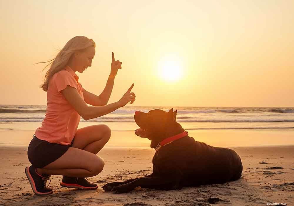 Mastering Cane Corso Training: Expert Tips for a Balanced Guard Dog