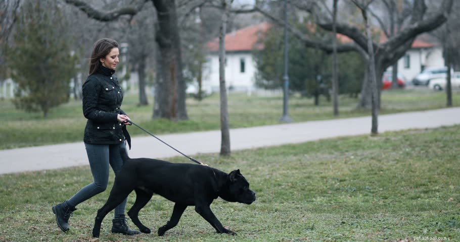 Mastering Cane Corso Training: Expert Tips for a Balanced Guard Dog