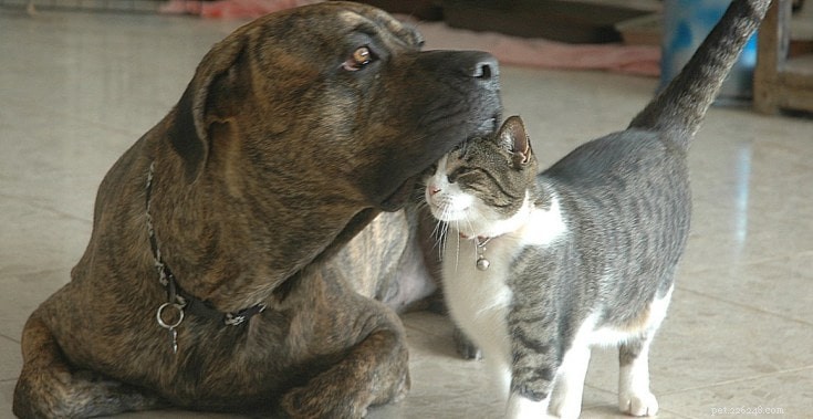Mastering Cane Corso Training: Expert Tips for a Balanced Guard Dog