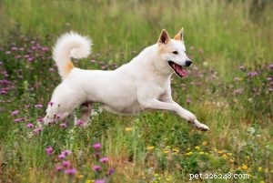 Professional Canaan Dog Training: Techniques & Tips