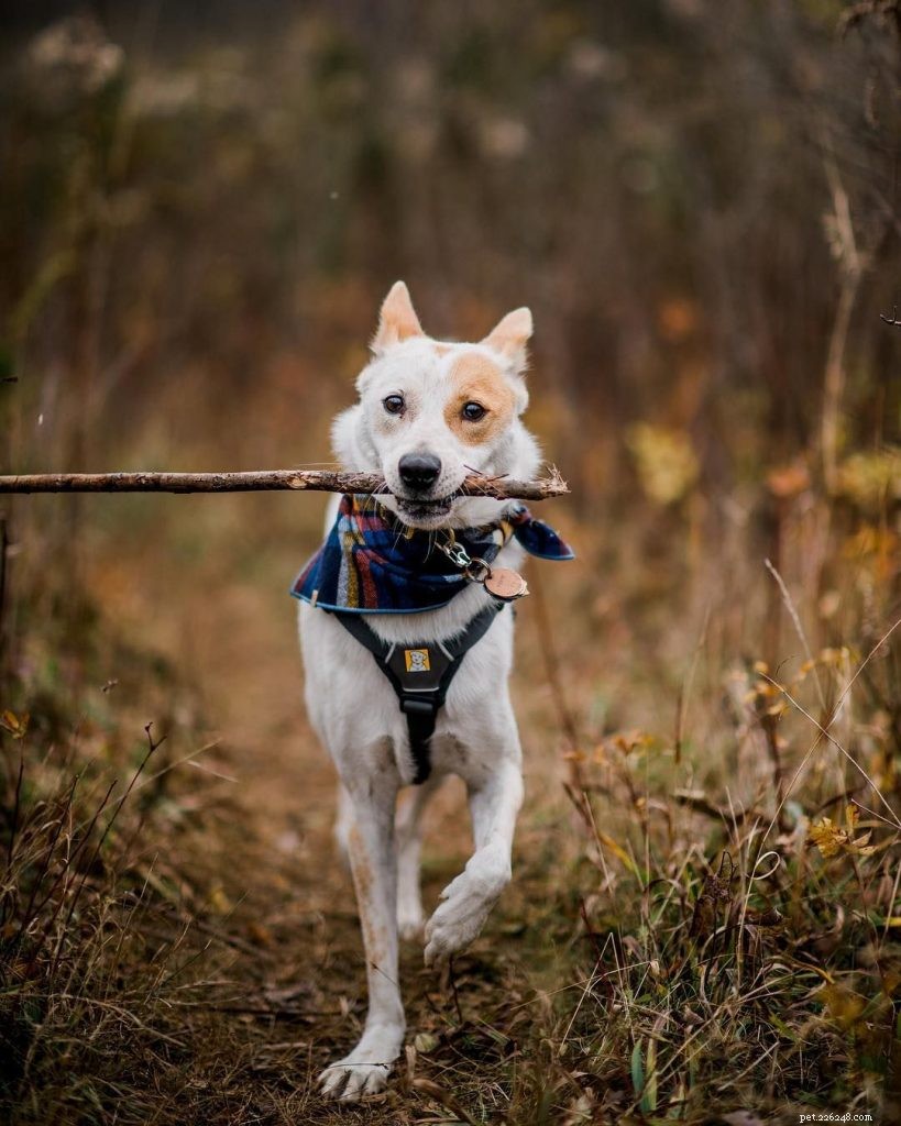 Professional Canaan Dog Training: Techniques & Tips