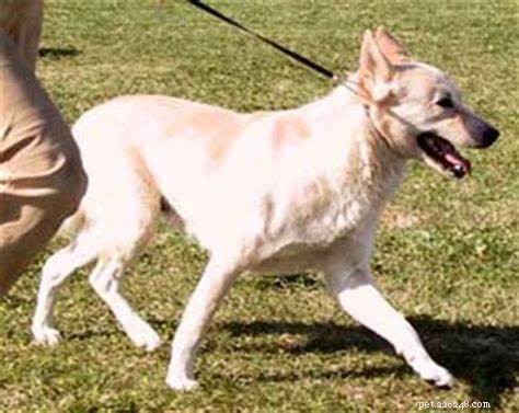 Professional Canaan Dog Training: Techniques & Tips