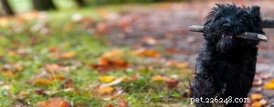 Mastering Cairn Terrier Training: Proven Techniques for Confidence & Obedience