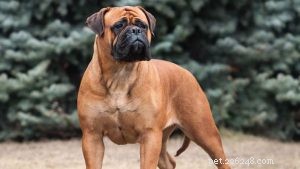 Effective Bullmastiff Training: Proven Strategies for Early Success