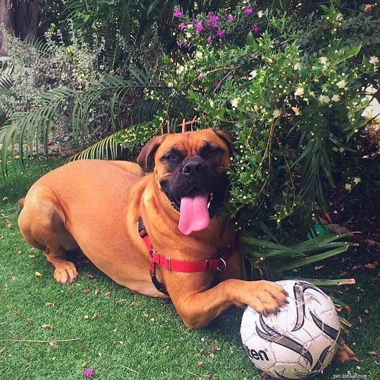 Effective Bullmastiff Training: Proven Strategies for Early Success