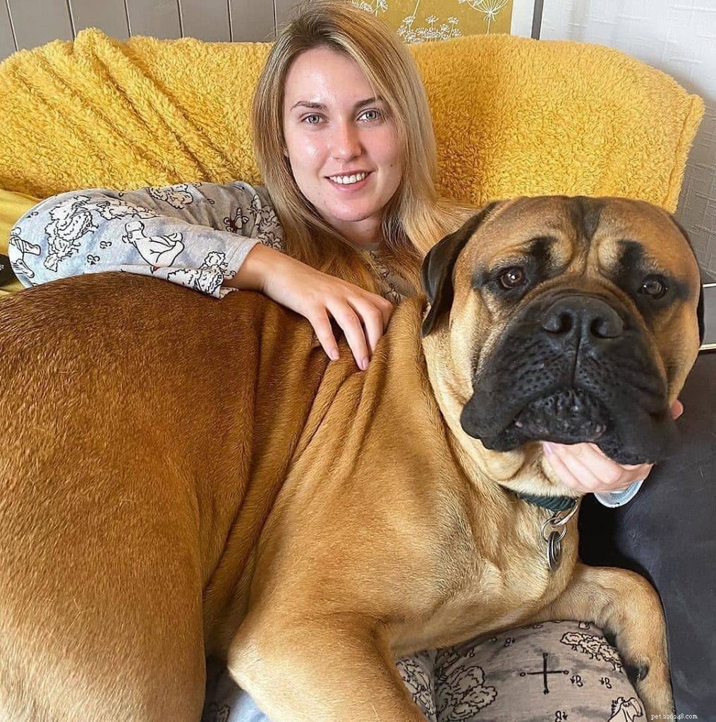 Effective Bullmastiff Training: Proven Strategies for Early Success