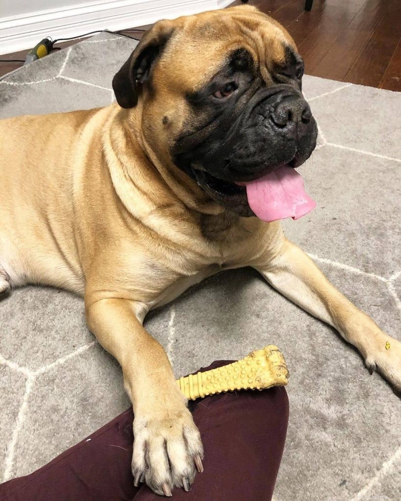Effective Bullmastiff Training: Proven Strategies for Early Success