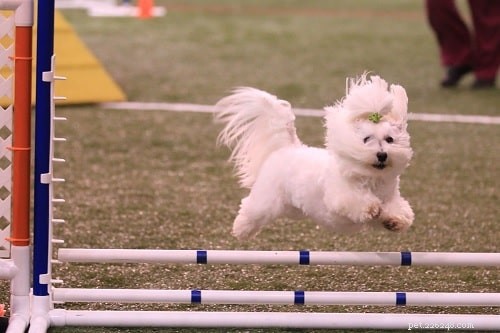 Mastering Coton de Tulear Training: Effective Techniques for a Loyal Companion
