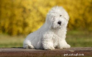 Mastering Coton de Tulear Training: Effective Techniques for a Loyal Companion