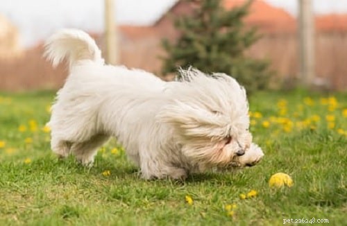 Mastering Coton de Tulear Training: Effective Techniques for a Loyal Companion