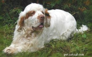 Effective Clumber Spaniel Training: Proven Techniques for Smart, Gentle Hunters