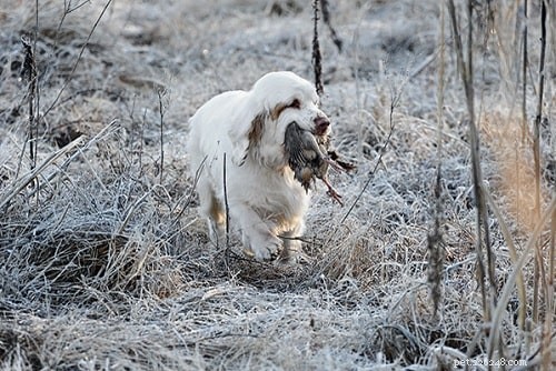 Effective Clumber Spaniel Training: Proven Techniques for Smart, Gentle Hunters