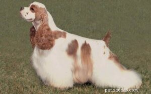 Mastering Cocker Spaniel Training: Expert Tips for a Happy, Well‑Behaved Companion