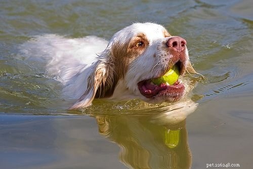 Effective Clumber Spaniel Training: Proven Techniques for Smart, Gentle Hunters