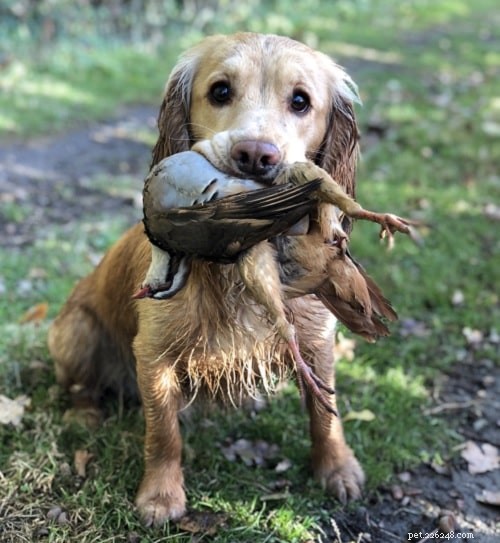 Mastering Cocker Spaniel Training: Expert Tips for a Happy, Well‑Behaved Companion