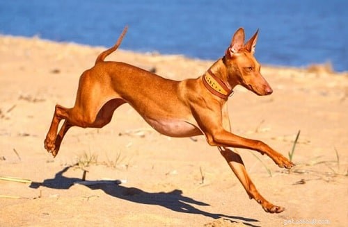 Expert Training Guide for Cirneco dell Etna Dogs