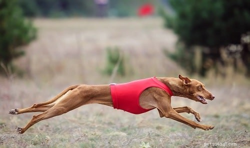 Expert Training Guide for Cirneco dell Etna Dogs