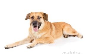 Effective Training Tips for Your Chinook Dog