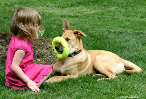 Effective Training Tips for Your Chinook Dog