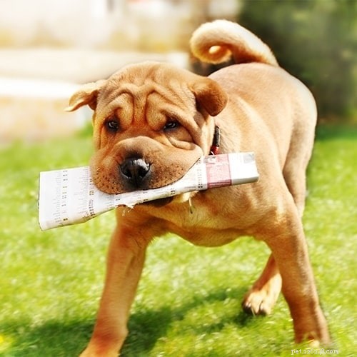 Comprehensive Chinese Shar-Pei Training Guide for Experienced Owners