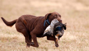 Mastering Chesapeake Bay Retriever Training: Tips for the Rugged Retriever