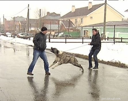 Mastering Central Asian Shepherd Training: Expert Tips for a Loyal Protector