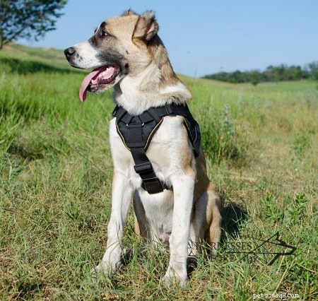 Mastering Central Asian Shepherd Training: Expert Tips for a Loyal Protector