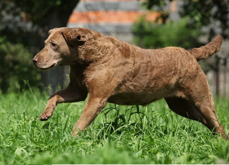 Mastering Chesapeake Bay Retriever Training: Tips for the Rugged Retriever