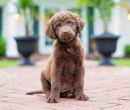 Mastering Chesapeake Bay Retriever Training: Tips for the Rugged Retriever