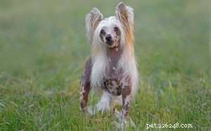 Mastering Chinese Crested Dog Training: Expert Guidance for Gentle, Playful Owners