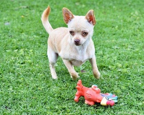 Effective Chihuahua Training: Unlock Your Small Dog’s Potential
