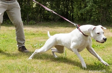 Mastering Dogo Argentino Training: Proven Techniques for a Protective, Balanced Dog