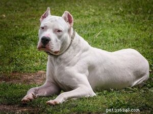Mastering Dogo Argentino Training: Proven Techniques for a Protective, Balanced Dog